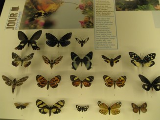 Insectarul din Montreal