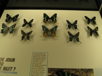 Insectarul din Montreal