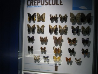 Insectarul din Montreal