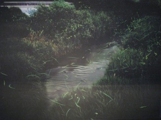 Insectarul din Montreal: anumatie cu licurici