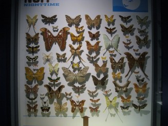 Insectarul din Montreal