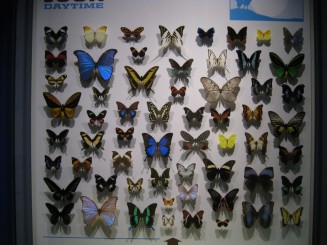 Insectarul din Montreal