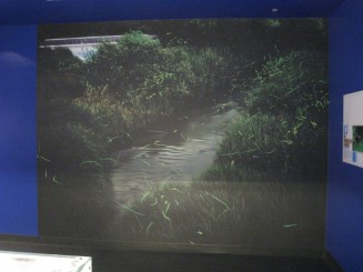 Insectarul din Montreal: anumatie cu licurici