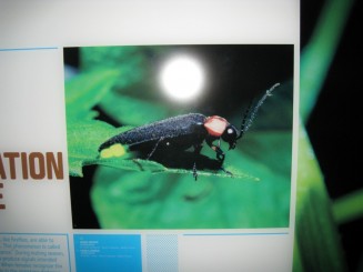 Insectarul din Montreal: asa arata un licurici