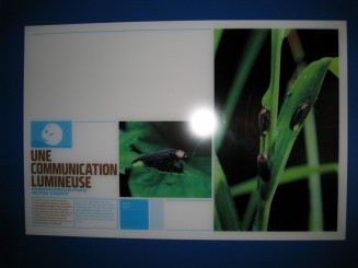 Insectarul din Montreal: asa arata un licurici