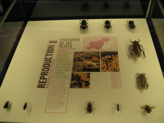 Insectarul din Montreal