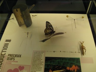 Insectarul din Montreal
