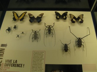 Insectarul din Montreal