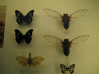 Insectarul din Montreal