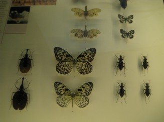 Insectarul din Montreal