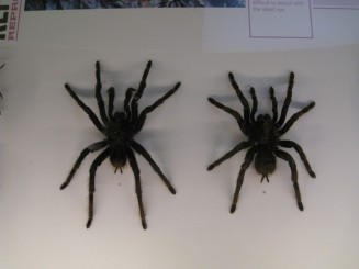 Insectarul din Montreal