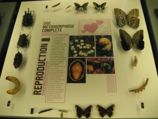 Insectarul din Montreal