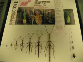 Insectarul din Montreal