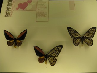 Insectarul din Montreal