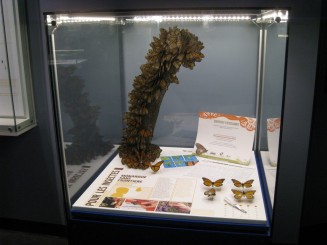 Insectarul din Montreal