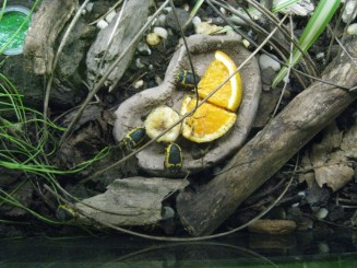 Insectarul din Montreal