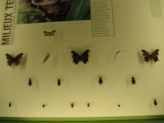 Insectarul din Montreal