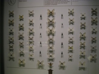 Insectarul din Montreal