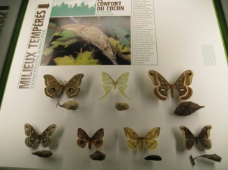 Insectarul din Montreal