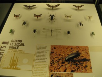 Insectarul din Montreal