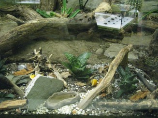 Insectarul din Montreal