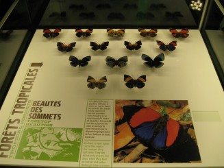 Insectarul din Montreal