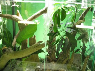 Insectarul din Montreal