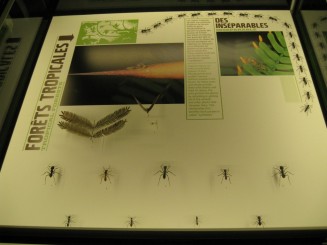 Insectarul din Montreal