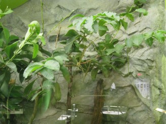 Insectarul din Montreal