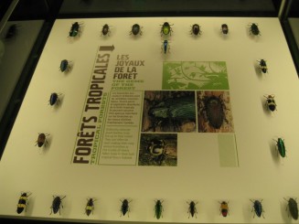 Insectarul din Montreal