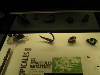 Insectarul din Montreal