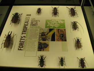Insectarul din Montreal
