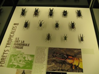 Insectarul din Montreal