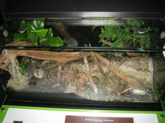 Insectarul din Montreal