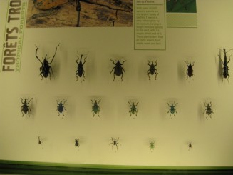 Insectarul din Montreal