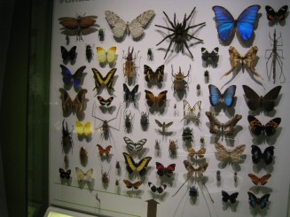 Insectarul din Montreal