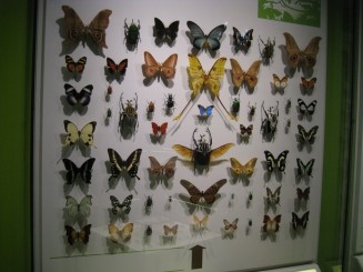 Insectarul din Montreal