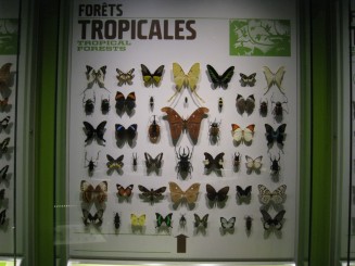 Insectarul din Montreal