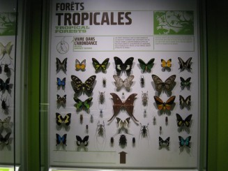 Insectarul din Montreal