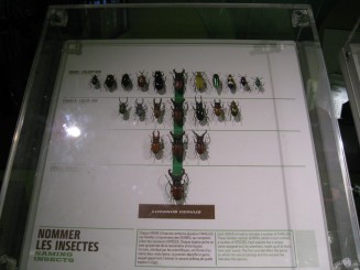 Insectarul din Montreal