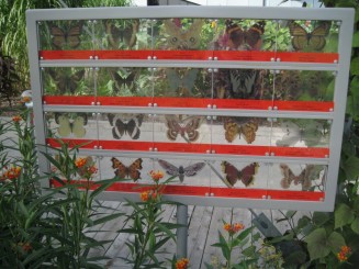 Insectarul din Montreal