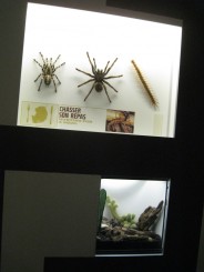 Insectarul din Montreal