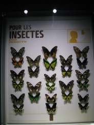 Insectarul din Montreal