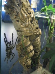 Insectarul din Montreal