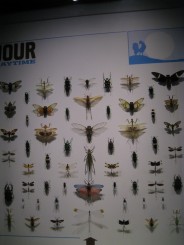 Insectarul din Montreal