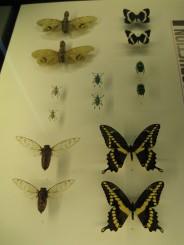 Insectarul din Montreal