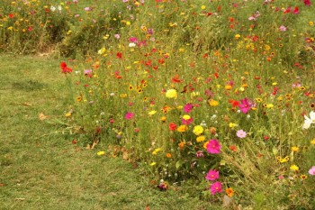 Parcul St James