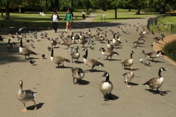 Regent`s Park