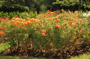 Regent`s Park