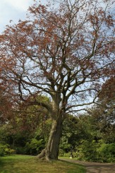 Regent`s Park